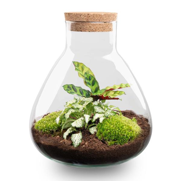 DIY terrarium – Sammie Calathea – ↕ 27 cm – No tools