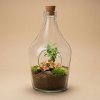 Open terrarium John – Bonsai & Ruby Lime ↑ 30 cm