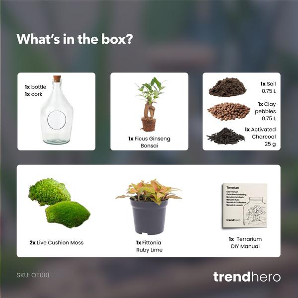 Open terrarium John – Bonsai & Ruby Lime ↑ 30 cm