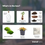 Open terrarium John – Bonsai & Ruby Lime ↑ 30 cm