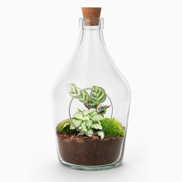 Open terrarium Joss – Calathea Makoyana & Fittonia white Tiger – ↑ 30 cm