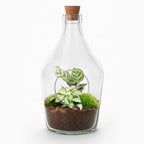 Open terrarium Joss – Calathea Makoyana & Fittonia white Tiger – ↑ 30 cm