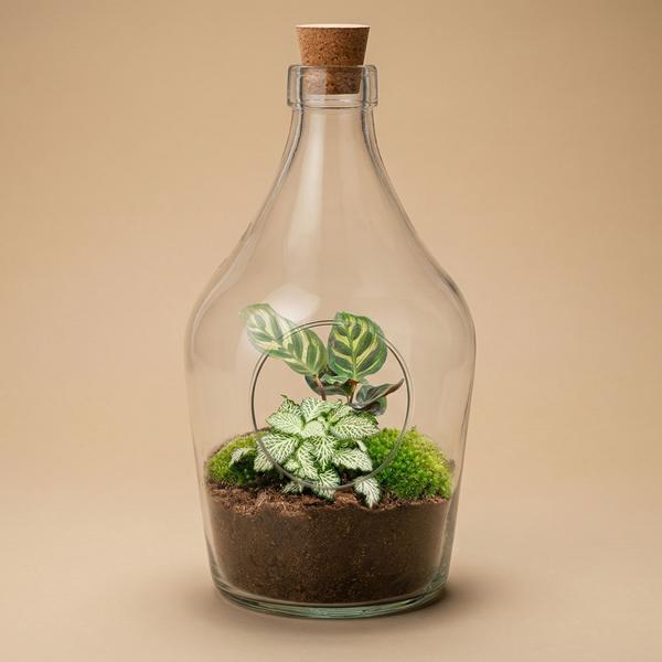 Open terrarium Joss – Calathea Makoyana & Fittonia white Tiger – ↑ 30 cm