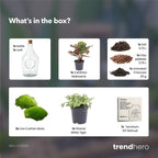 Open terrarium Joss – Calathea Makoyana & Fittonia white Tiger – ↑ 30 cm