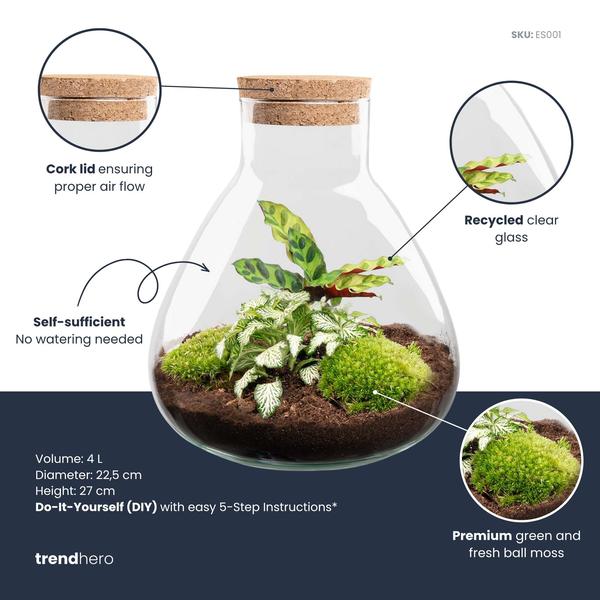 DIY terrarium – Sammie Calathea – ↕ 27 cm – Rake + Shovel