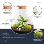 DIY terrarium – Sammie Calathea – ↕ 27 cm – Rake + Shovel + Tweezer