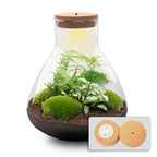DIY Planten terrarium met licht – Sam XL Green – Ø 30 cm ↑ 32 cm – No tools