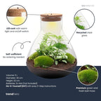 DIY Planten terrarium met licht – Sam XL Green – Ø 30 cm ↑ 32 cm – No tools