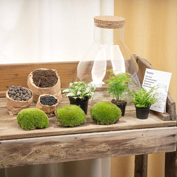 DIY Planten terrarium met licht – Sam XL Green – Ø 30 cm ↑ 32 cm – No tools