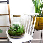 DIY Planten terrarium met licht – Sam XL Green – Ø 30 cm ↑ 32 cm – No tools