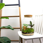 DIY Planten terrarium met licht – Milky – Ø 21 cm ↑ 30 cm – No tools