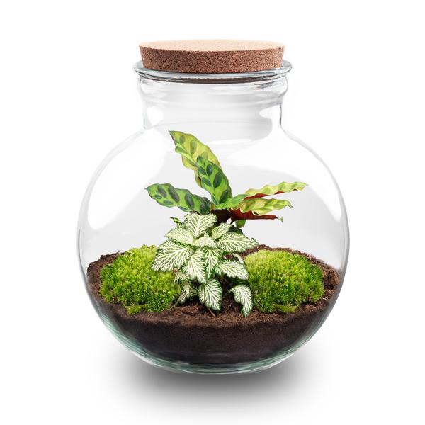 DIY Planten terrarium (met licht) – Teddy – Ø 25 cm ↑ 26,5 cm – No tools