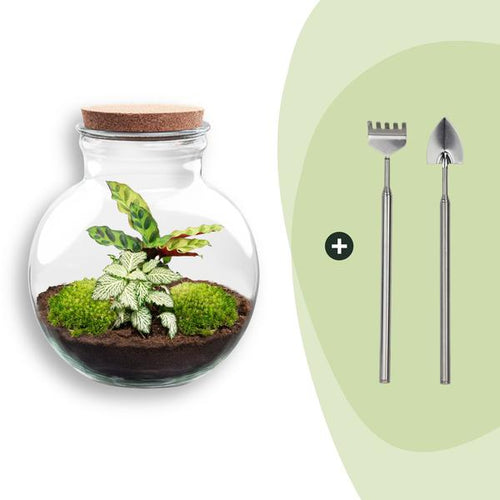 DIY Planten terrarium (met licht) – Teddy – Ø 25 cm ↑ 26,5 cm – Rake + Shovel