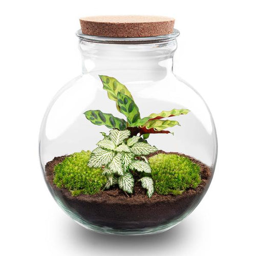 DIY Planten terrarium (met licht) – Teddy – Ø 25 cm ↑ 26,5 cm – Rake + Shovel