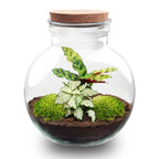 DIY Planten terrarium (met licht) – Teddy – Ø 25 cm ↑ 26,5 cm – Rake + Shovel + Tweezer