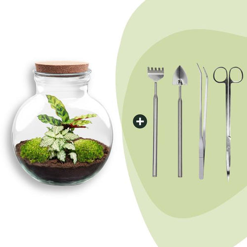 DIY Planten terrarium (met licht) – Teddy – Ø 25 cm ↑ 26,5 cm – Rake + Shovel + Tweezer + Scissors