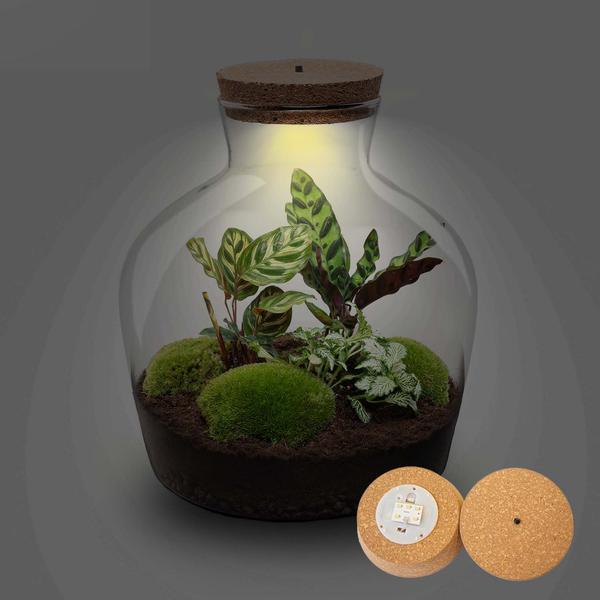DIY Planten terrarium met licht – Fat Joe – Ø 29 cm ↑ 30 cm – No tools