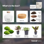 DIY Planten terrarium met licht – Fat Joe – Ø 29 cm ↑ 30 cm – No tools