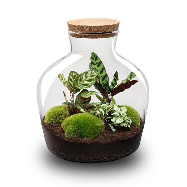 DIY Planten terrarium met licht – Fat Joe – Ø 29 cm ↑ 30 cm – No tools