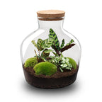DIY Planten terrarium met licht – Fat Joe – Ø 29 cm ↑ 30 cm – No tools