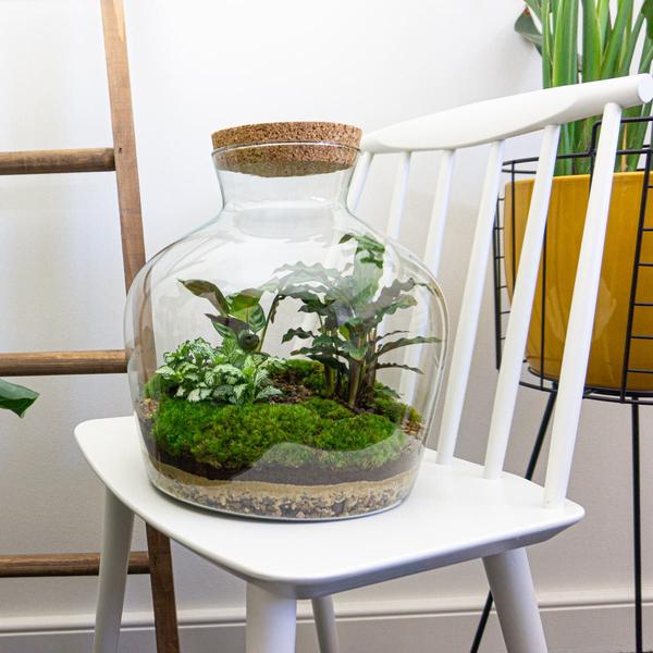 DIY Planten terrarium met licht – Fat Joe – Ø 29 cm ↑ 30 cm – No tools