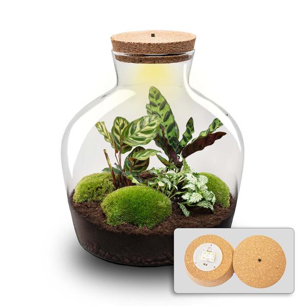 DIY Planten terrarium met licht – Fat Joe – Ø 29 cm ↑ 30 cm – Rake + Shovel