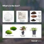 DIY Planten terrarium tweedelig bolglas – Dome – Ø 20 cm ↑ 20 cm – Normal