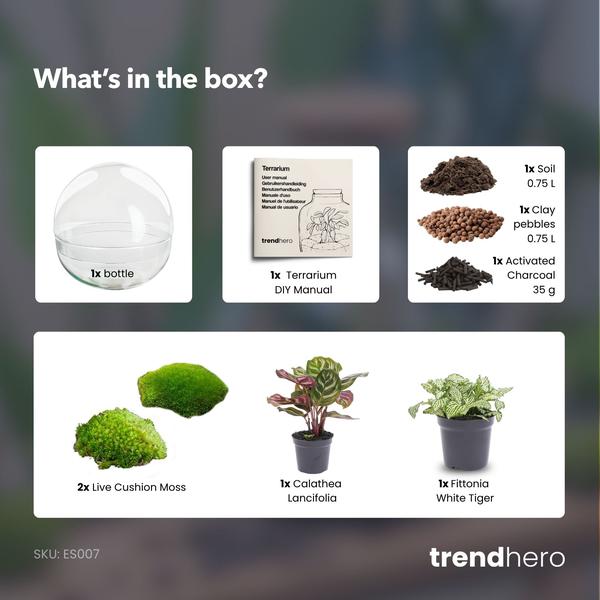 DIY Planten terrarium tweedelig bolglas – Dome – Ø 20 cm ↑ 20 cm – Normal