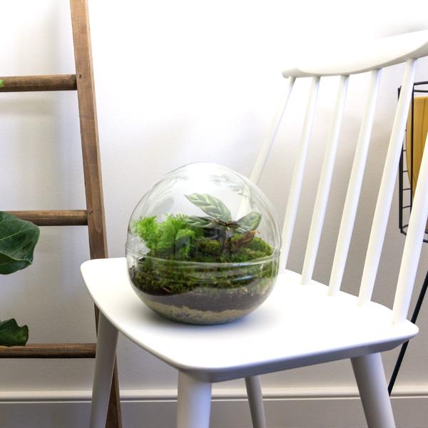 DIY Planten terrarium tweedelig bolglas – Dome – Ø 20 cm ↑ 20 cm – Normal
