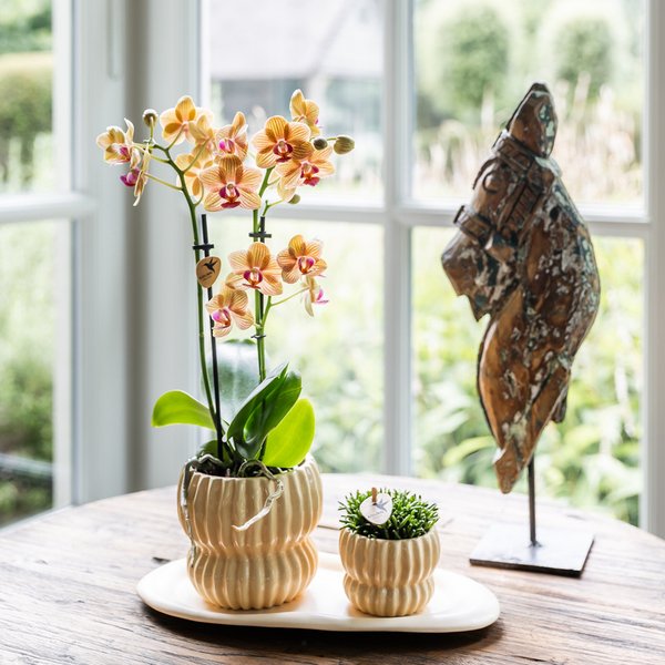 Kolibri Orchids | Oranje Jamaica orchidee + Horizon sierpot geel – potmaat Ø9cm | bloeiende kamerplant – vers van de kweker