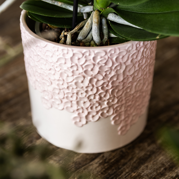 Kolibri Orchids | Roze Antwerp orchidee cadeauset – incl. giftbox, orchidee & sierpot – Ø9cm