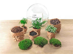 DIY Planten terrarium tweedelig bolglas – Dome XL -Ø 28 cm ↑ 28 cm – No tools
