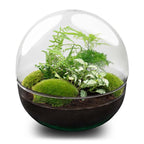 DIY Plant Terrarium Two-Piece Globe Glass – Dome XL -Ø 28 cm ↑ 28 cm – Rake + Shovel + Tweezers