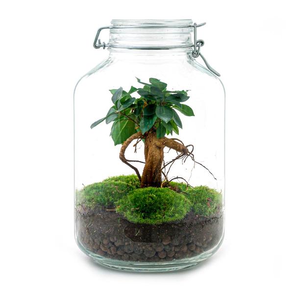 DIY terrarium – Jar – Ficus Ginseng bonsai – ↕ 28 cm – Normal