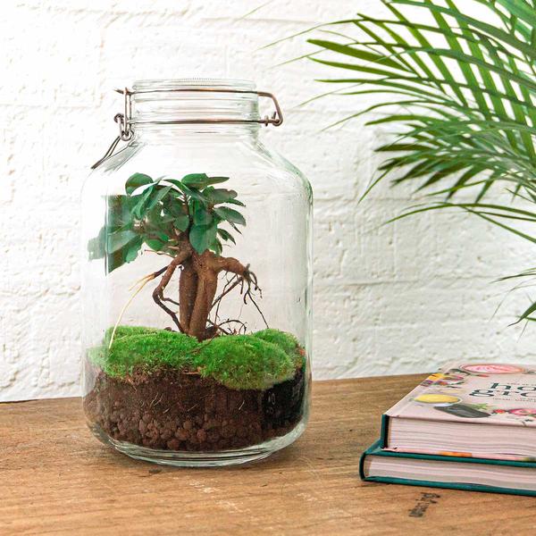 DIY terrarium – Jar – Ficus Ginseng bonsai – ↕ 28 cm – Normal