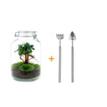 DIY terrarium – Jar – Ficus Ginseng bonsai – ↕ 28 cm – Rake + Shovel