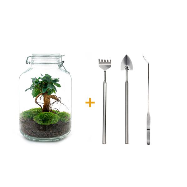 DIY terrarium – Jar – Ficus Ginseng bonsai – ↕ 28 cm – Rake + Shovel + Tweezer