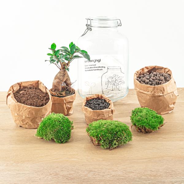 DIY terrarium – Jar – Ficus Ginseng bonsai – ↕ 28 cm – Rake + Shovel + Tweezer