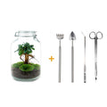DIY terrarium – Jar – Ficus Ginseng bonsai – ↕ 28 cm – Rake + Shovel + Tweezer + Scissors