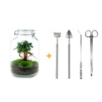 DIY terrarium – Jar – Ficus Ginseng bonsai – ↕ 28 cm – Rake + Shovel + Tweezer + Scissors