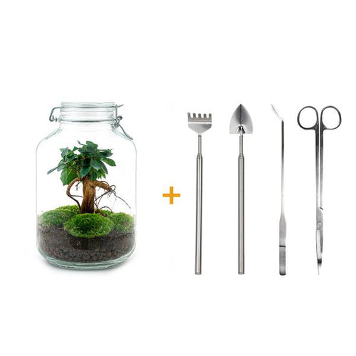 DIY terrarium – Jar – Ficus Ginseng bonsai – ↕ 28 cm – Rake + Shovel + Tweezer + Scissors