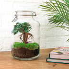 DIY terrarium – Jar – Ficus Ginseng bonsai – ↕ 28 cm – Rake + Shovel + Tweezer + Scissors