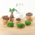DIY terrarium – Jar – Ficus Ginseng bonsai – ↕ 28 cm – Rake + Shovel + Tweezer + Scissors