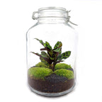 DIY terrarium – Jar Calathea – ↕ 28 cm – Normal