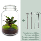 DIY terrarium – Jar Calathea – ↕ 28 cm – Normal