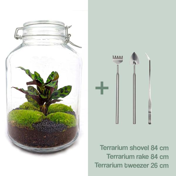 DIY terrarium – Jar Calathea – ↕ 28 cm – Normal