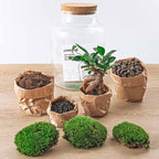 DIY Planten terrarium met licht – Milky Bonsai – Ø 21 cm ↑ 30 cm – No tools