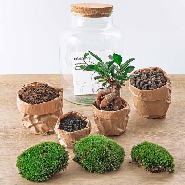 DIY Planten terrarium met licht – Milky Bonsai – Ø 21 cm ↑ 30 cm – No tools