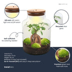 DIY Planten terrarium met licht – Milky Bonsai – Ø 21 cm ↑ 30 cm – Rake + Shovel