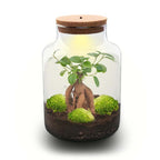 DIY Planten terrarium met licht – Milky Bonsai – Ø 21 cm ↑ 30 cm – Rake + Shovel + Tweezer